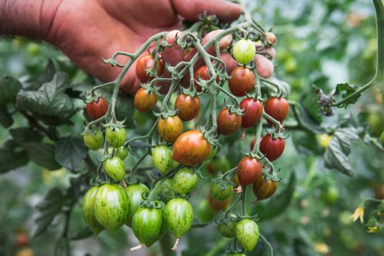 Tomate cerise grappe