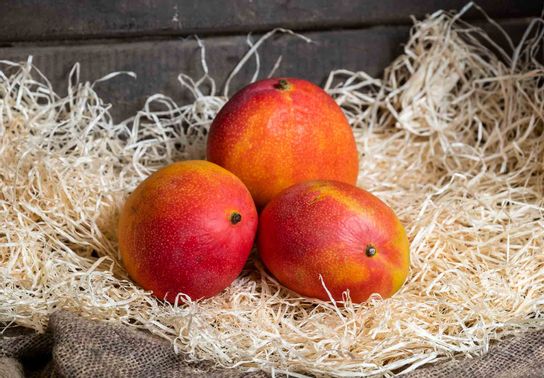 Mangue