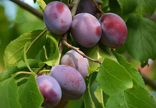 Prune président