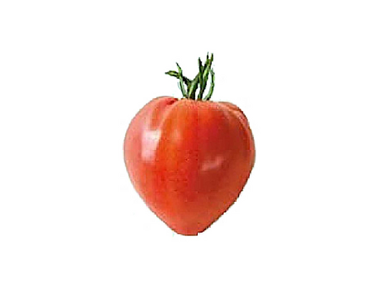 Tomate coeur de bœuf