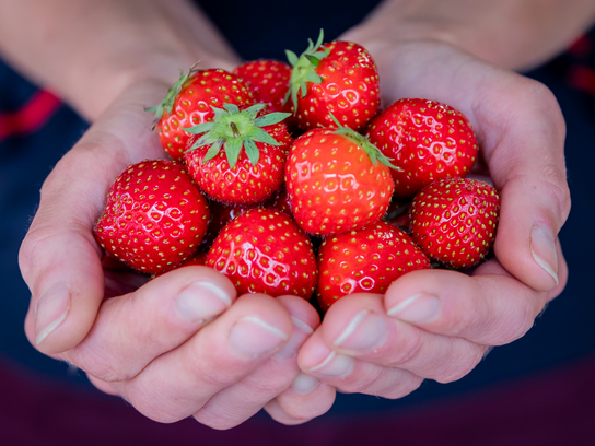 Fraise mara des bois 250gr