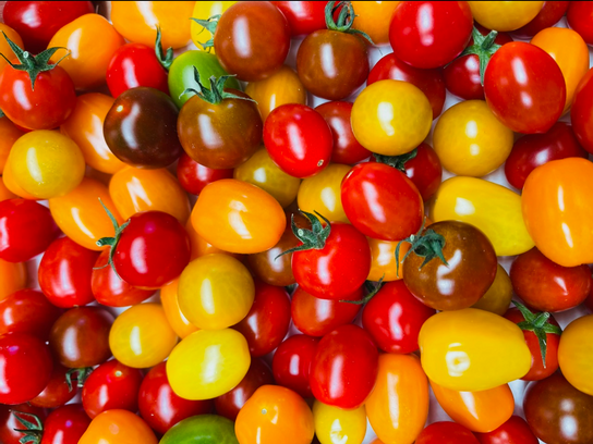 Tomate cerise colorée