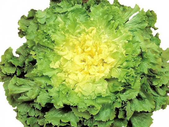 Scarole ou Chicoré frisée
