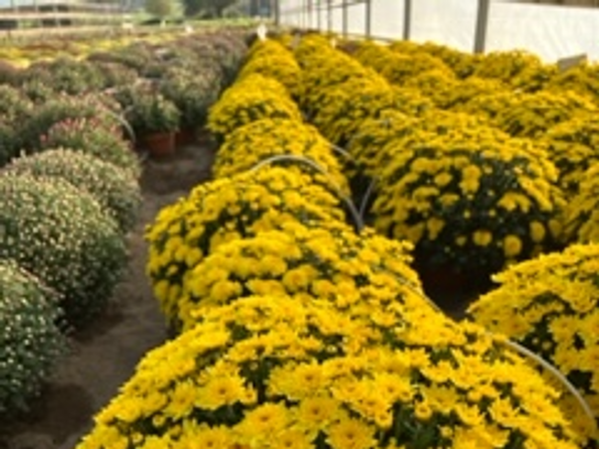 Chrysanthème Multifleurs Jaunes