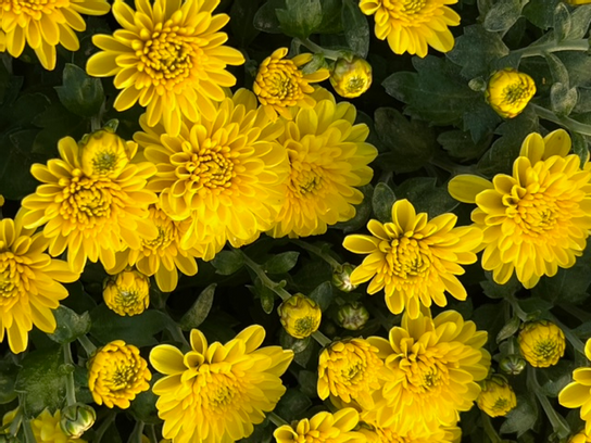 Chrysanthème Multifleurs Jaunes