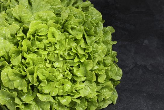Feuille de chêne verte