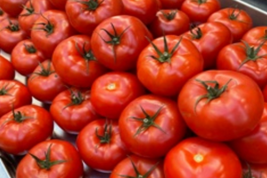 Tomates rondes