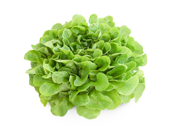 Feuille de chêne verte