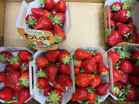 Fraises bio