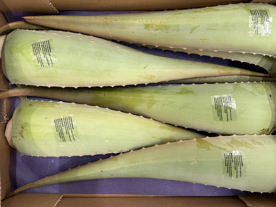 Aloe-Vera