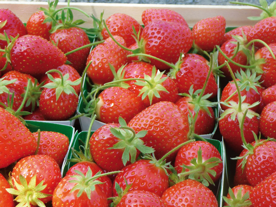 Fraises Clery