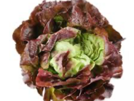 Laitue Rouge