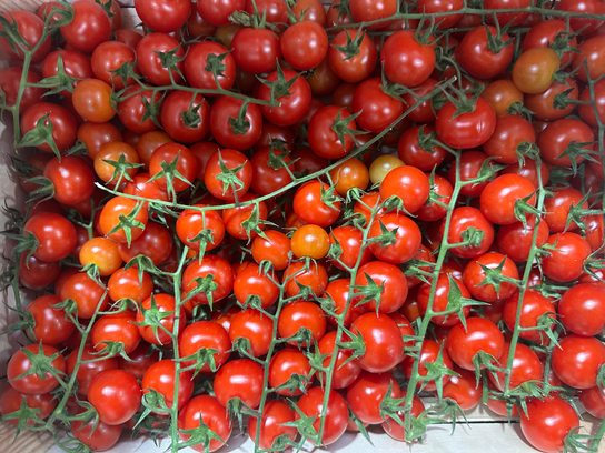 Tomates cerises bio