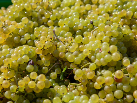 Raisins blancs Chasselas