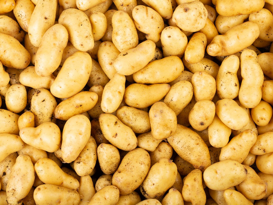 Pommes de terre Ratte du Touquet bio