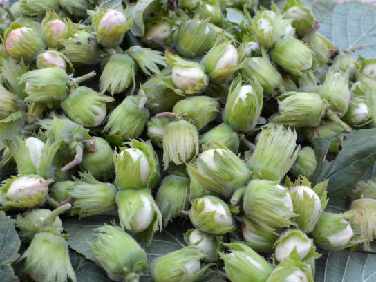 Noisettes fraiches