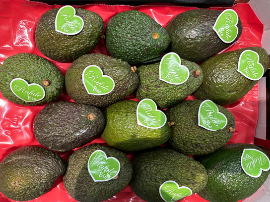 Avocat gros bio