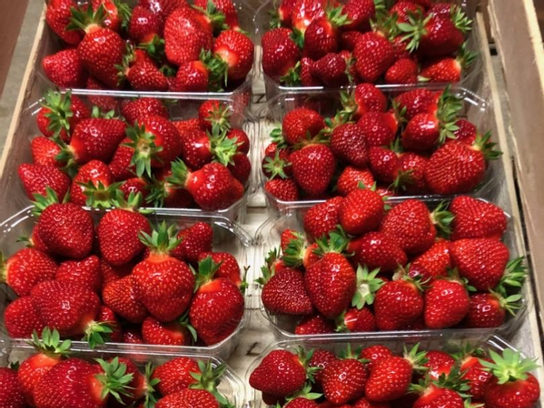 Fraises Magnum
