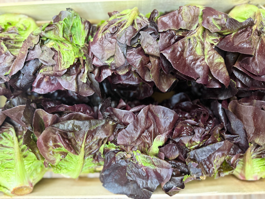 Cœur de Romaine rouge