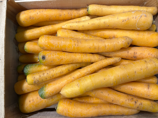 Carottes jaunes