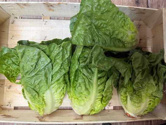 Coeur de sucrine verte BIO