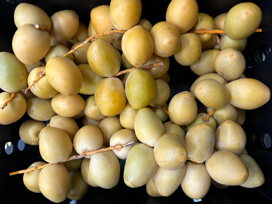 Dattes fraiches