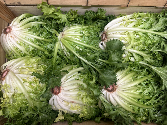 Salade Frisée