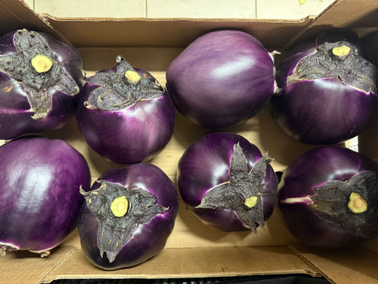 Aubergine Italienne bio
