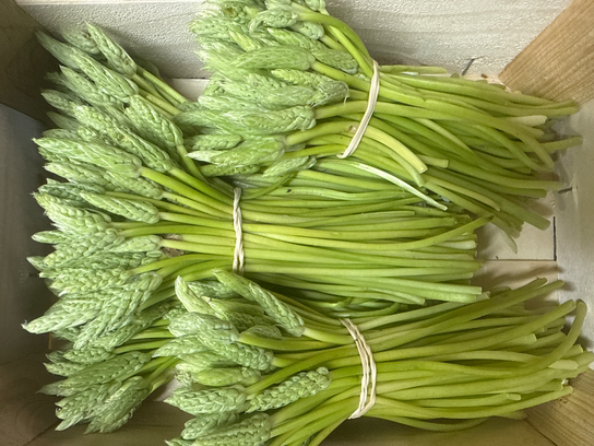 Asperges sauvages bio