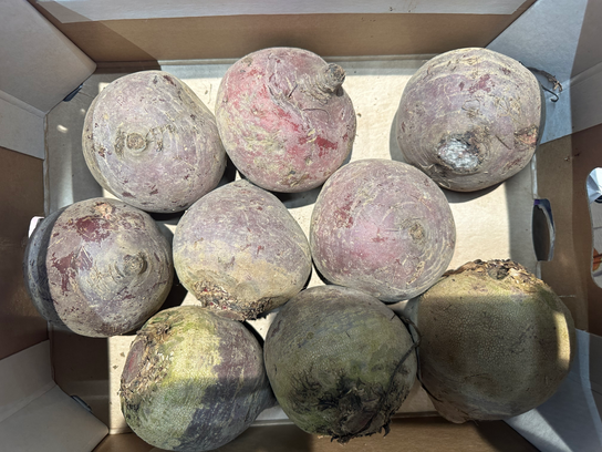 Betterave crue ronde bio