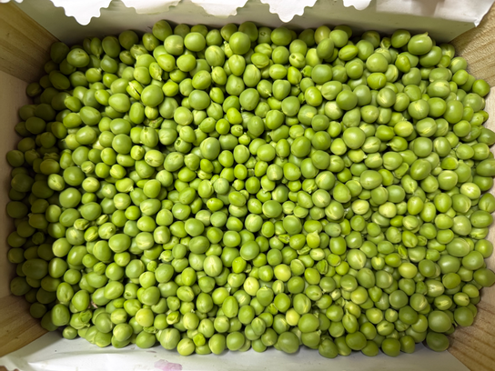 Petits pois écossés  bio