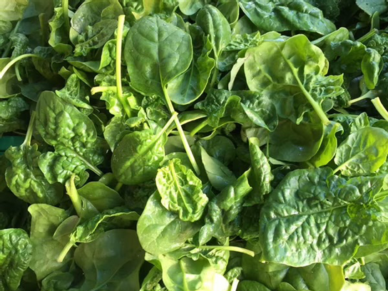 Pousses d'épinards