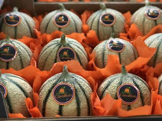 Melon CAVAILLON EXTRA