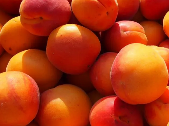 Abricots bio