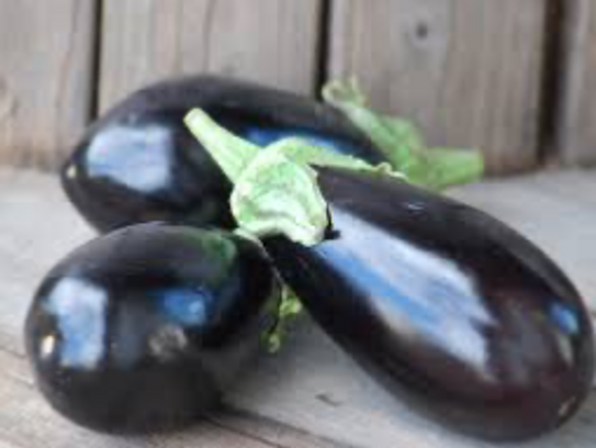 Aubergine bio