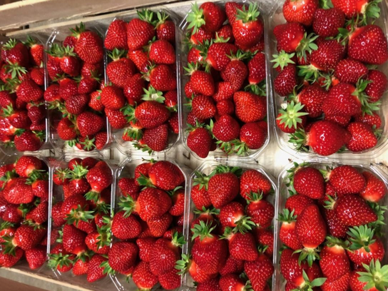Fraises Charlotte