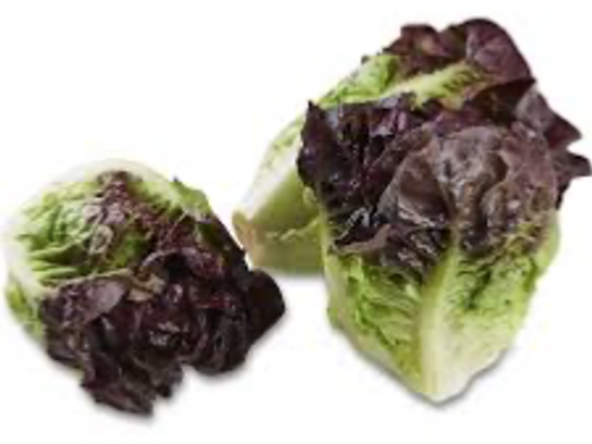 Coeur de sucrine rouge BIO