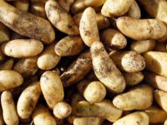 Pommes de terre Ratte du Touquet