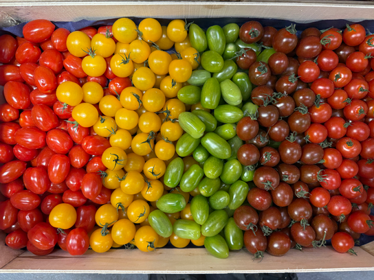 Tomates cerises couleur'