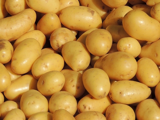 Pommes de terre Charlotte bio