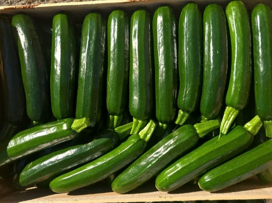 Courgettes vertes