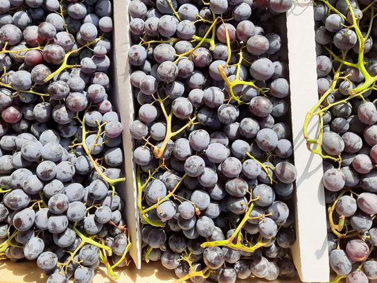 Raisins noirs Muscat extra