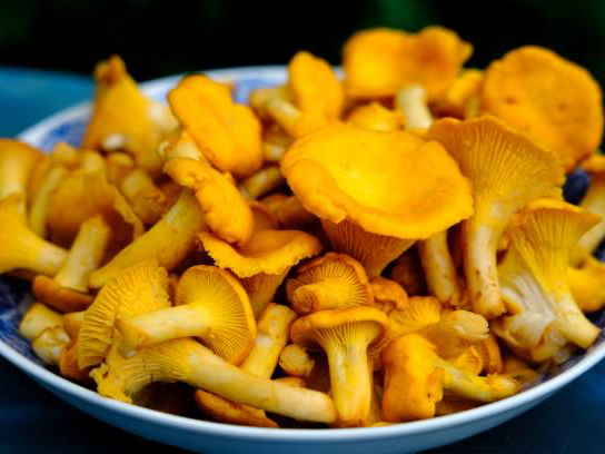 Girolles Clou