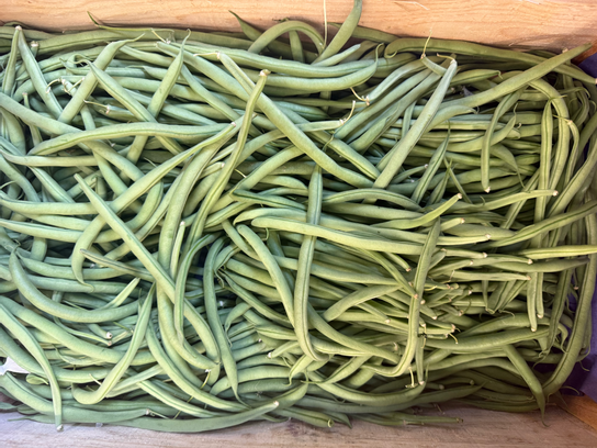 Haricots verts bio
