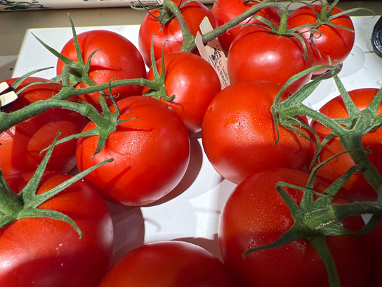 Tomates Grappe Rabelais