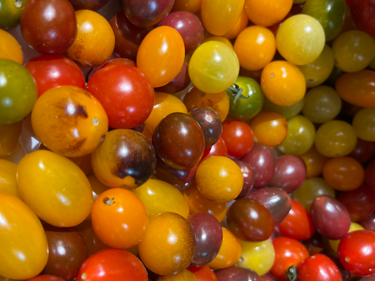 Tomates cerises couleurs