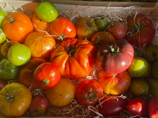 Mélange Tomates anciennes
