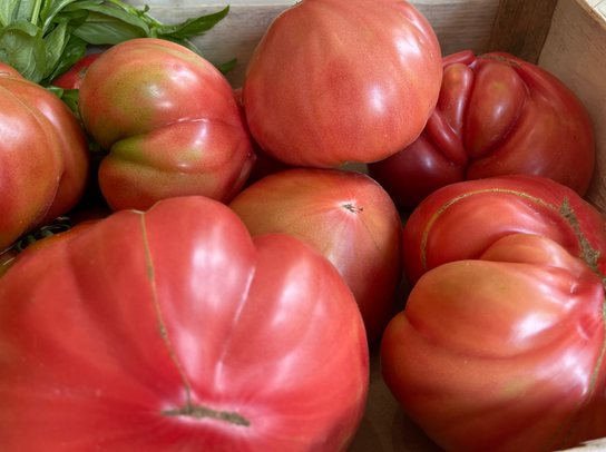 Tomates anciennes roses