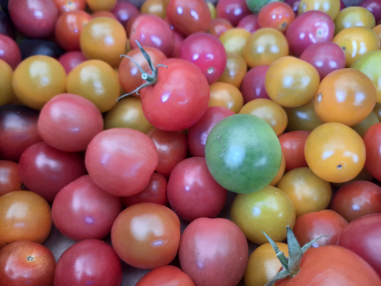 Tomates cerises multicolores