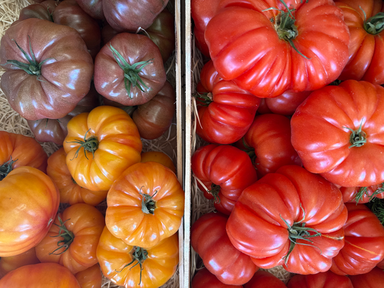 Tomates côtelées rouge, noire et jaune